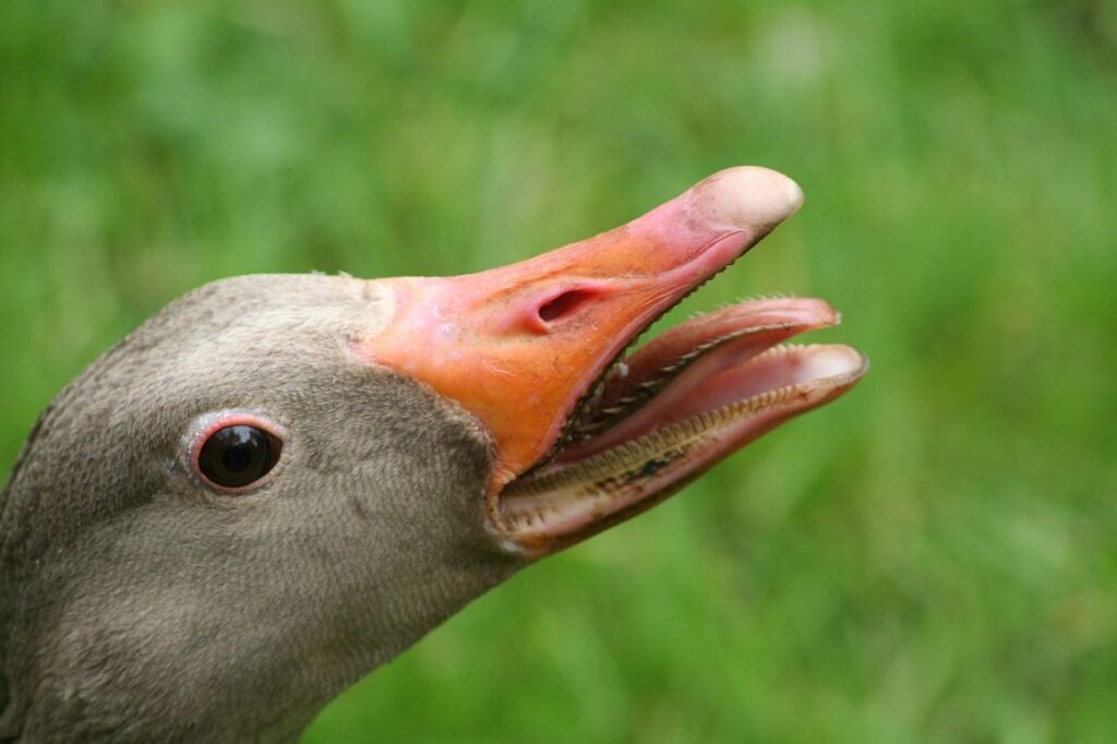 Bec Anseriformes