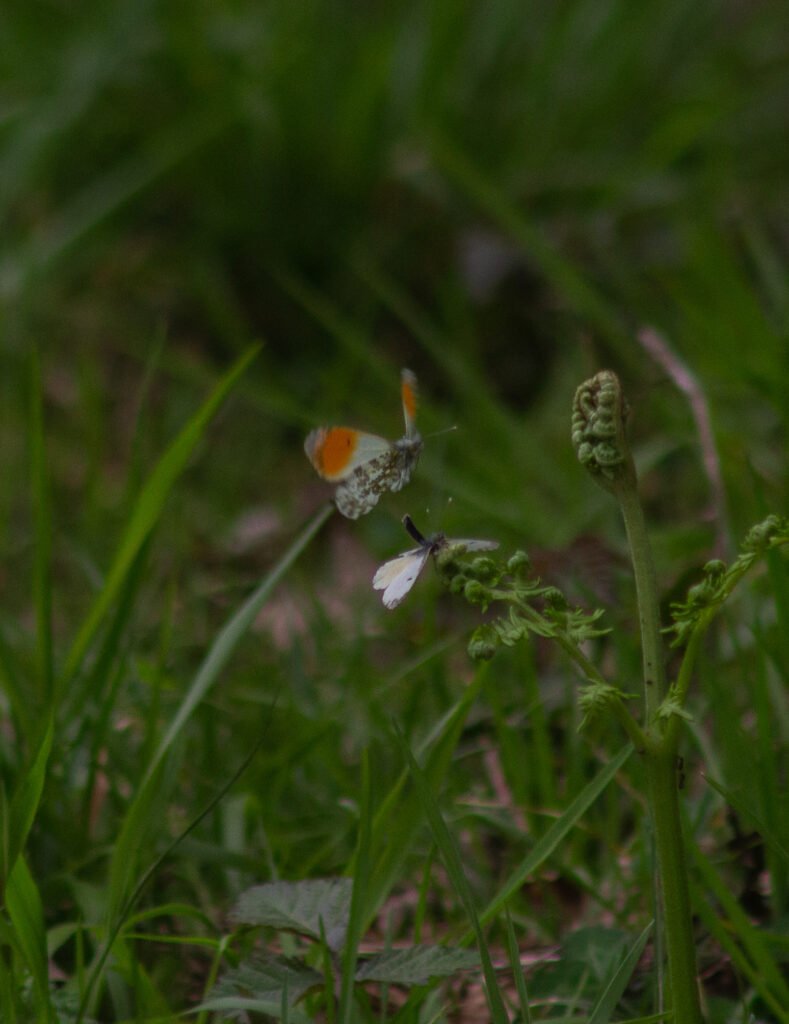 Anthocharis cardamines