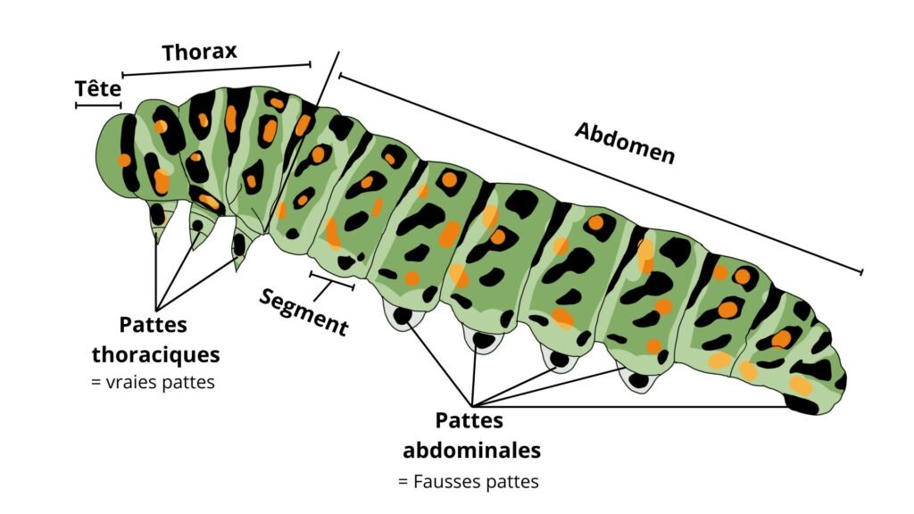 Anatomie chenille