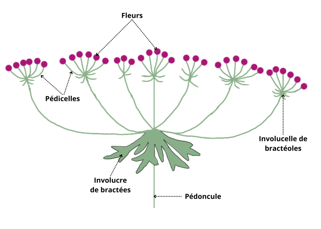 Inflorescence d'une fleur