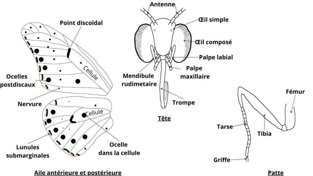Anatomie lépidoptères