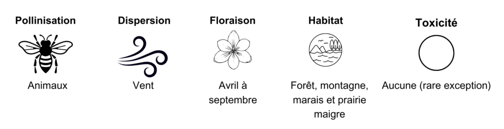 Orchidacées