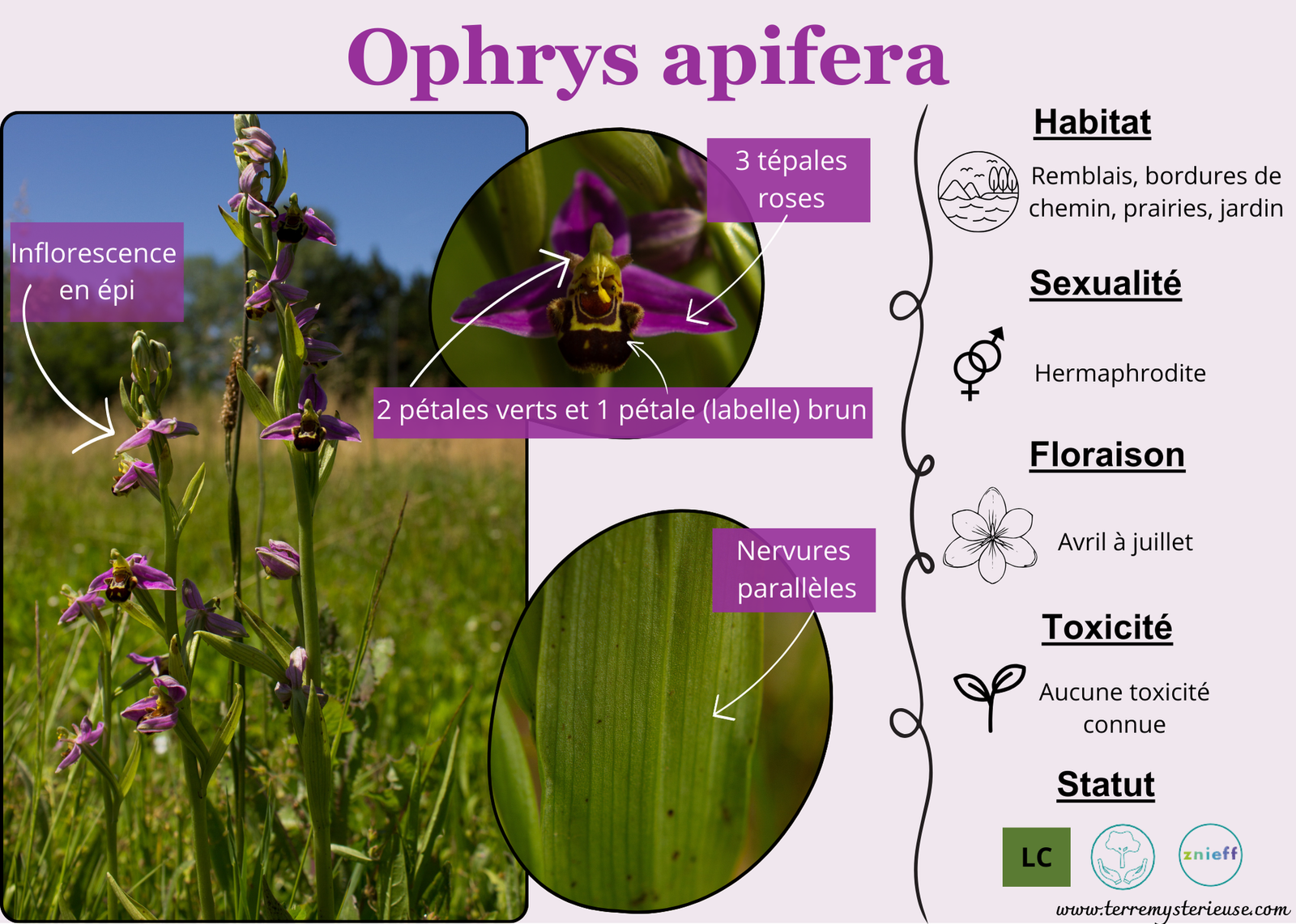 Ophrys apifera