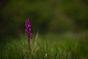 Trouver une plante : Orchis mascula