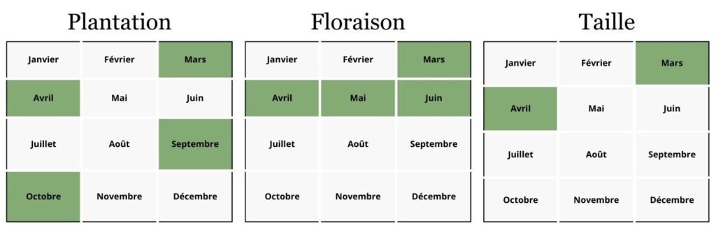 Langue de cerf