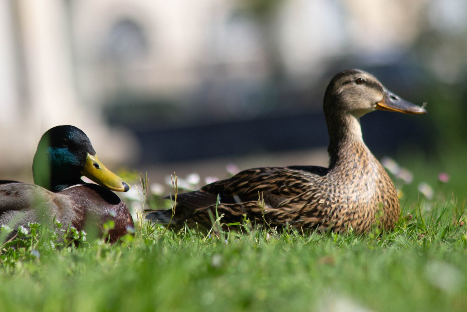Anatidae