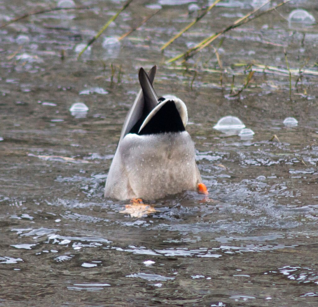Canard colvert