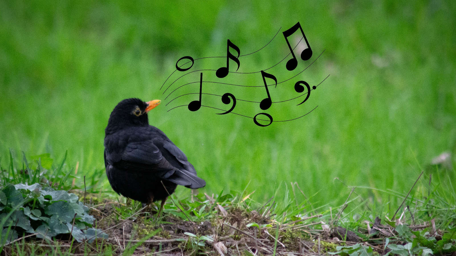 Chants d'oiseaux