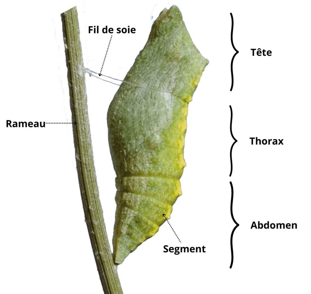 Anatomie chrysalide