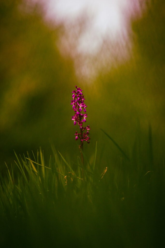 Classification orchis