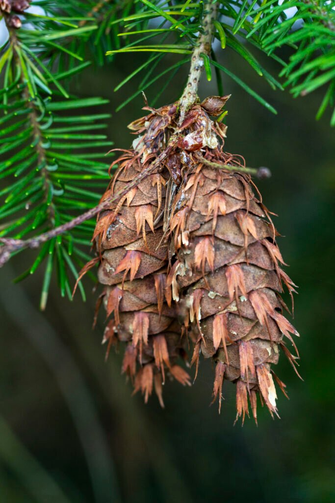 Cône Pseudotsuga menziesii