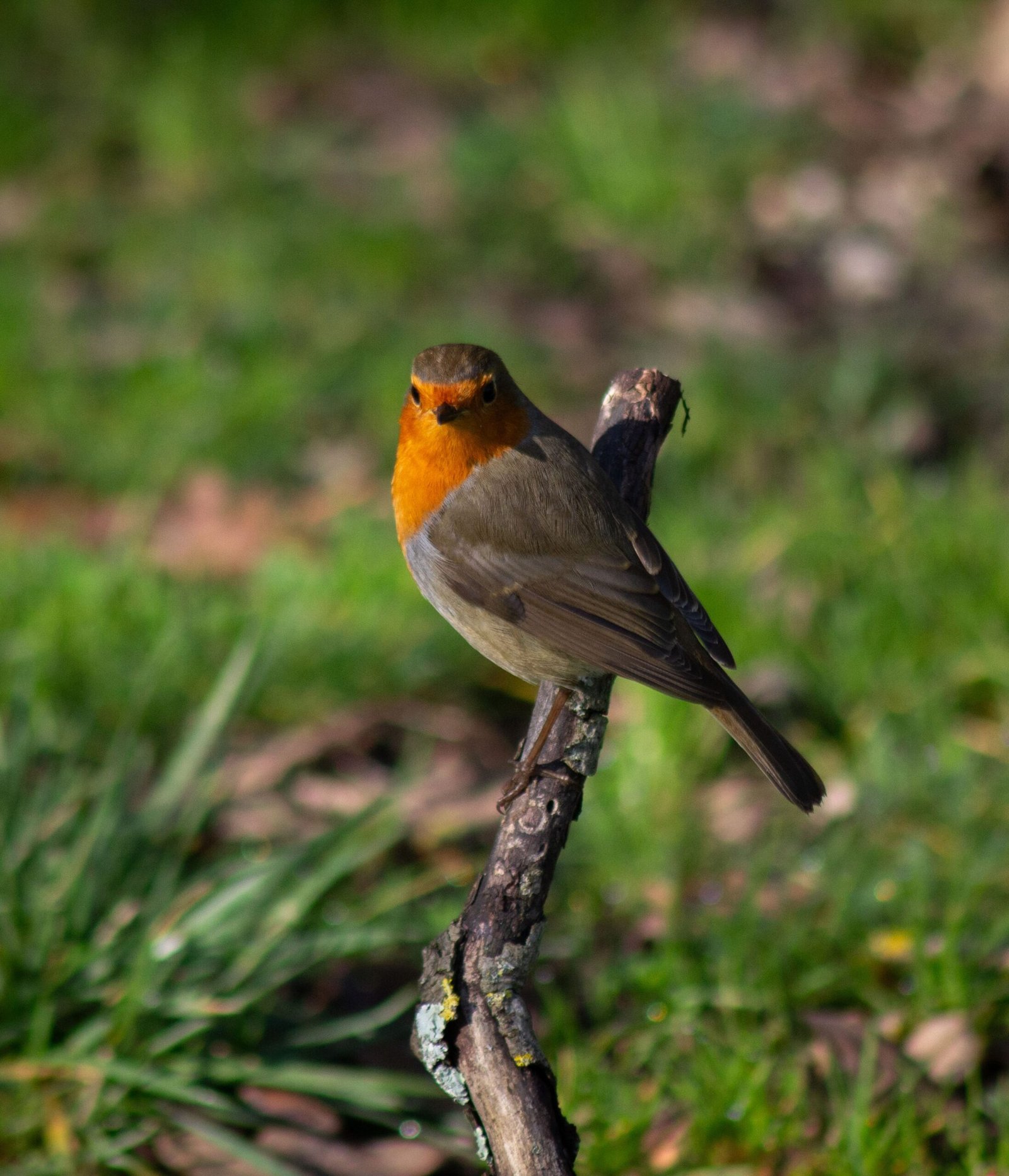 Rouge gorge