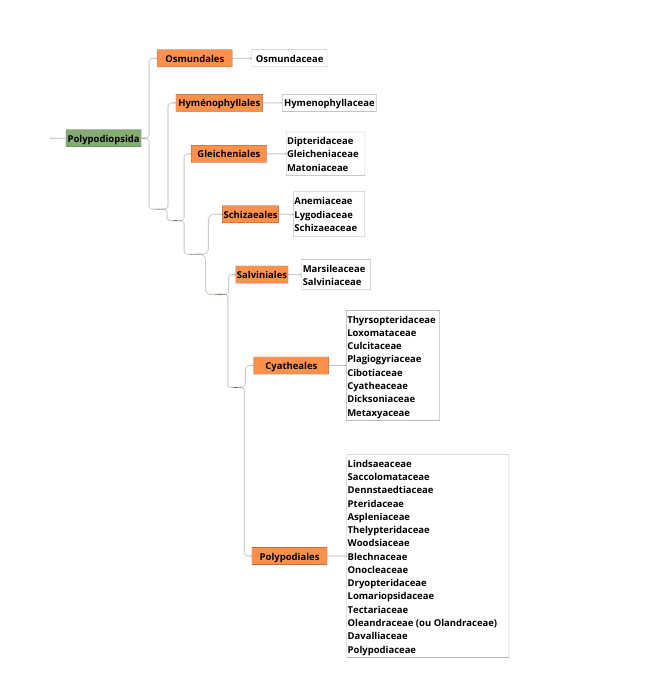 Classification des fougères