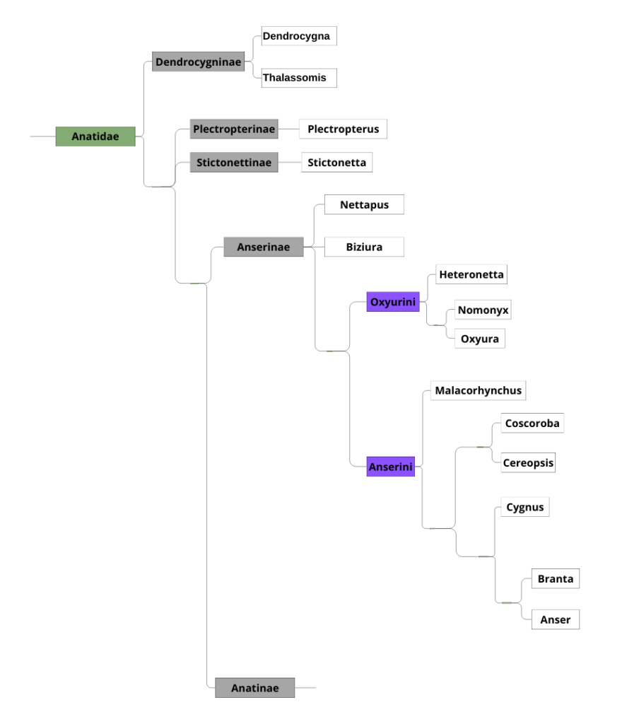 Classification des Anatidés 12