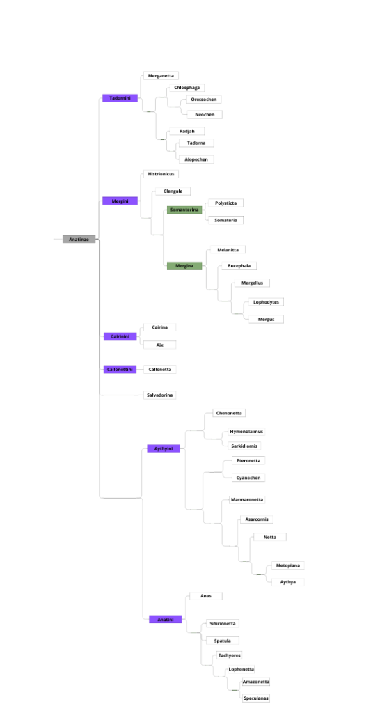 Classification des Anatidés