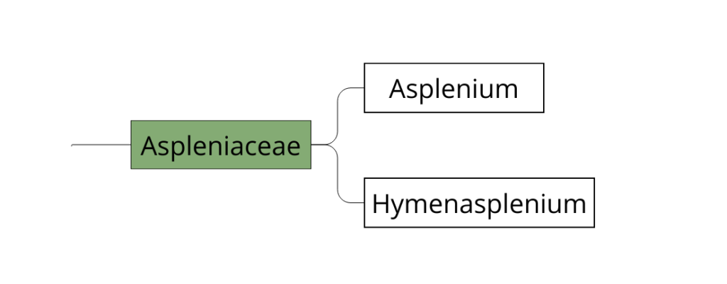 Classification des Aspleniacées