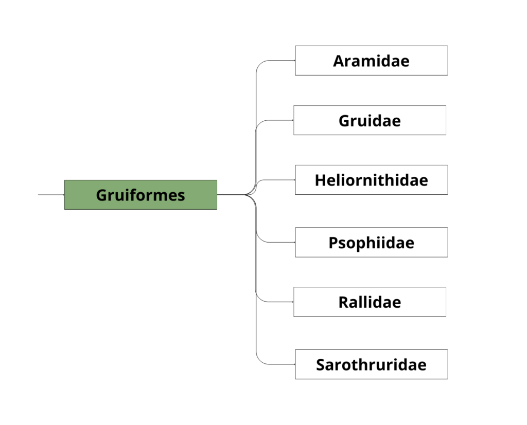 Classification des Gruiformes (1)