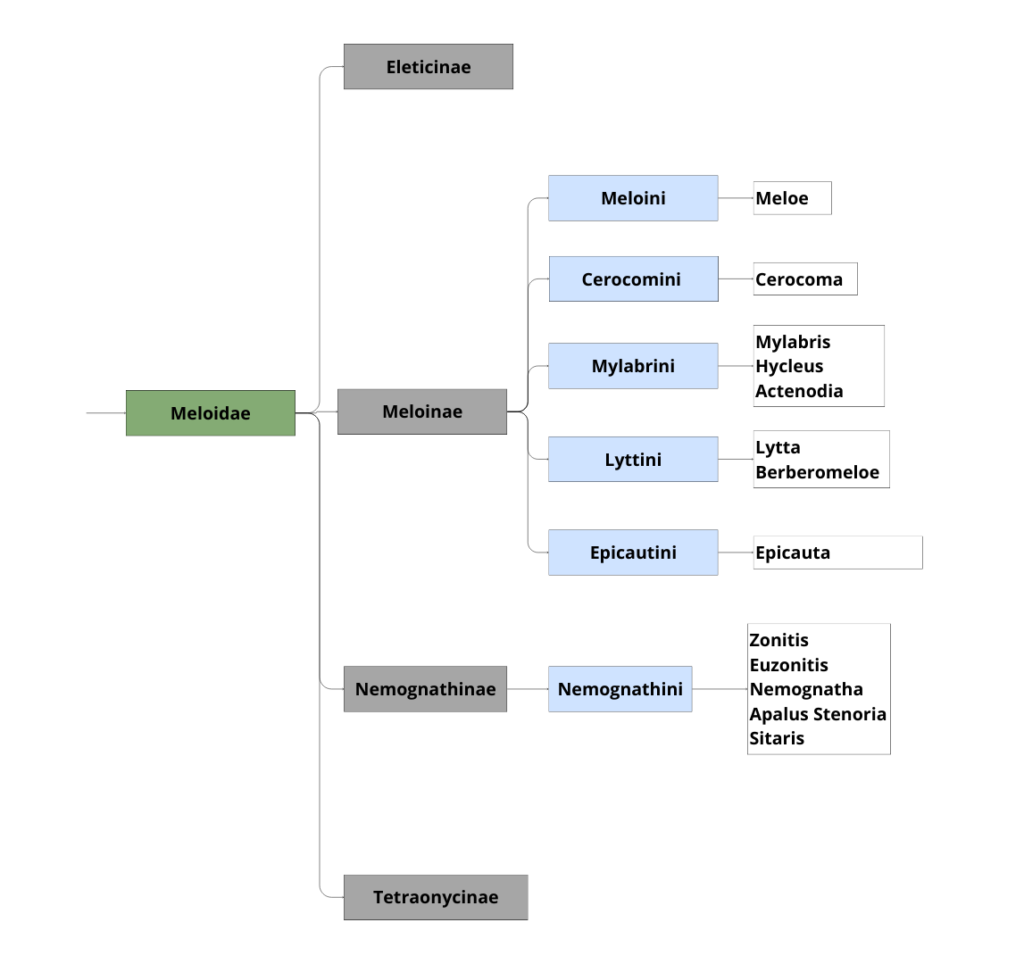 Classification des Méloïdés