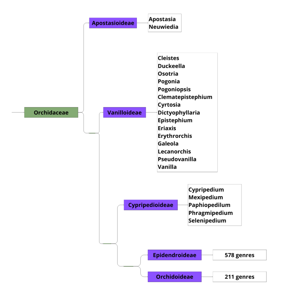 Classification des Orchidacées