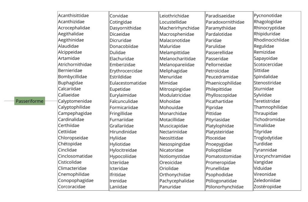 Classification des Passeriformes - 1