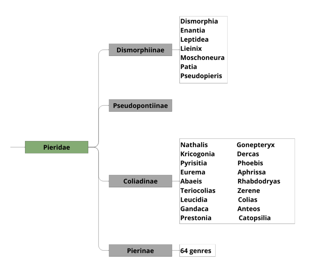 Classification des Piéridés