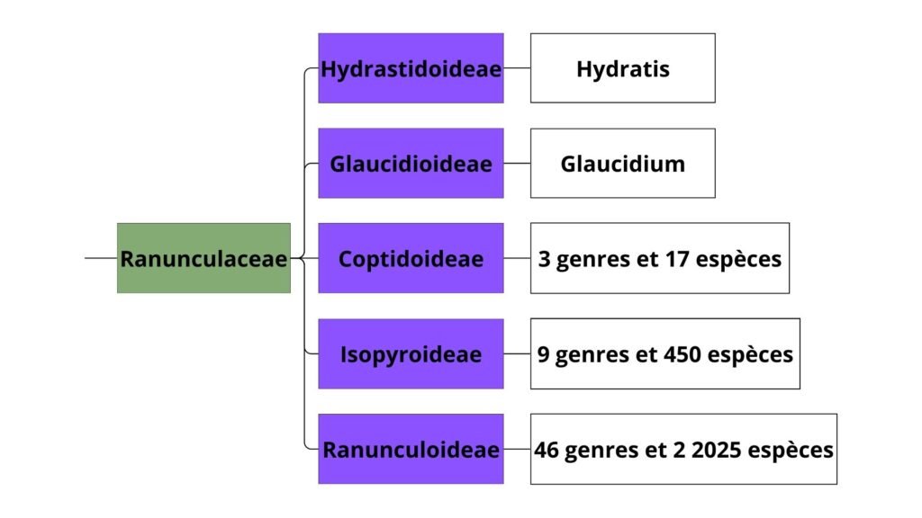 Classification des Ranunculacées