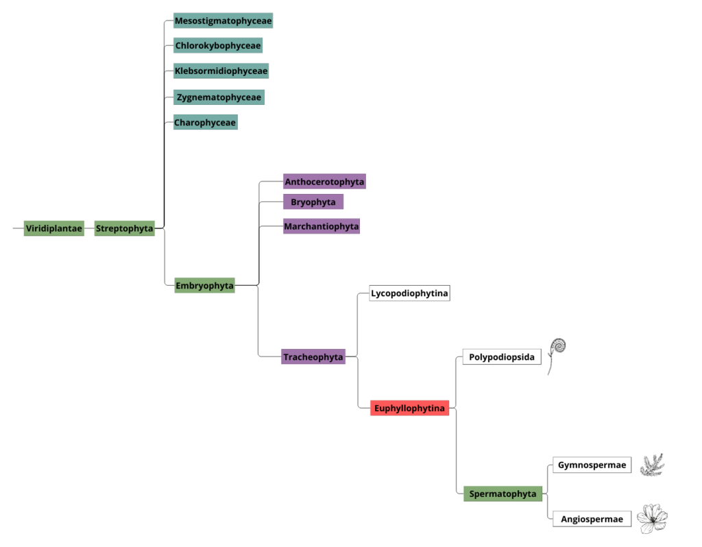 Classification simplifiée de la Botanique