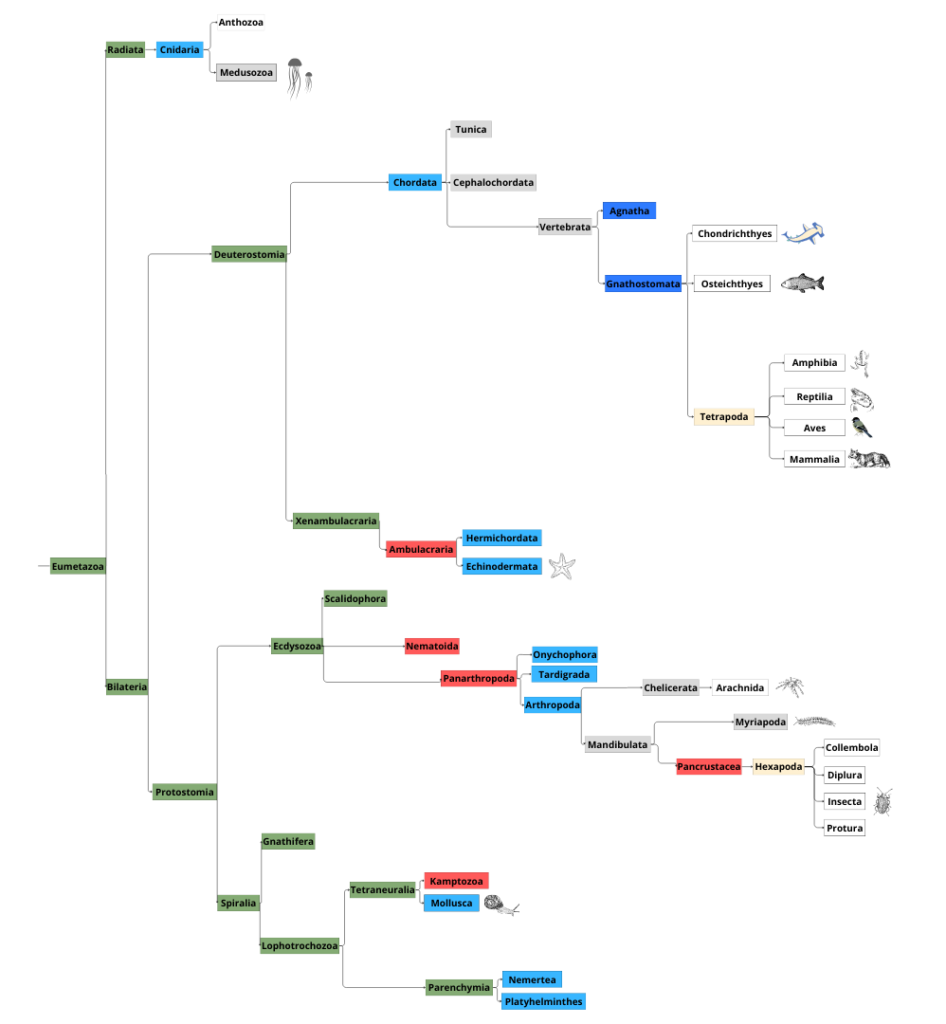 Classification simplifiée de la zoologie