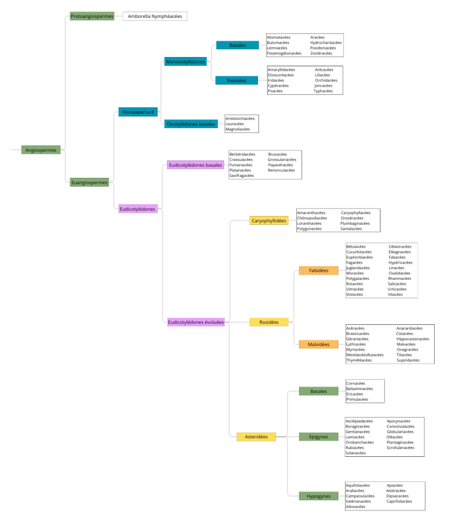Classification simplifiée des Angiospermes
