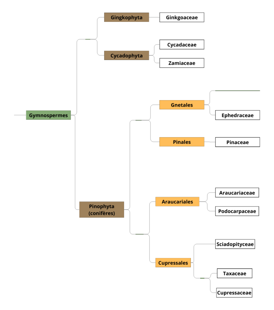 Classification simplifiée des Gymnospermes