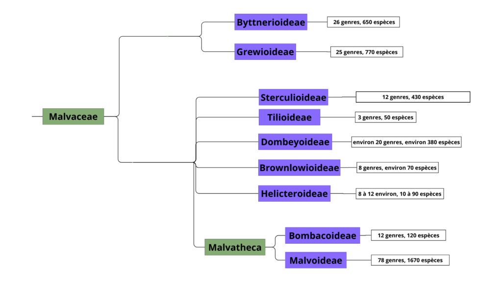 Classification simplifiée des Malvacées