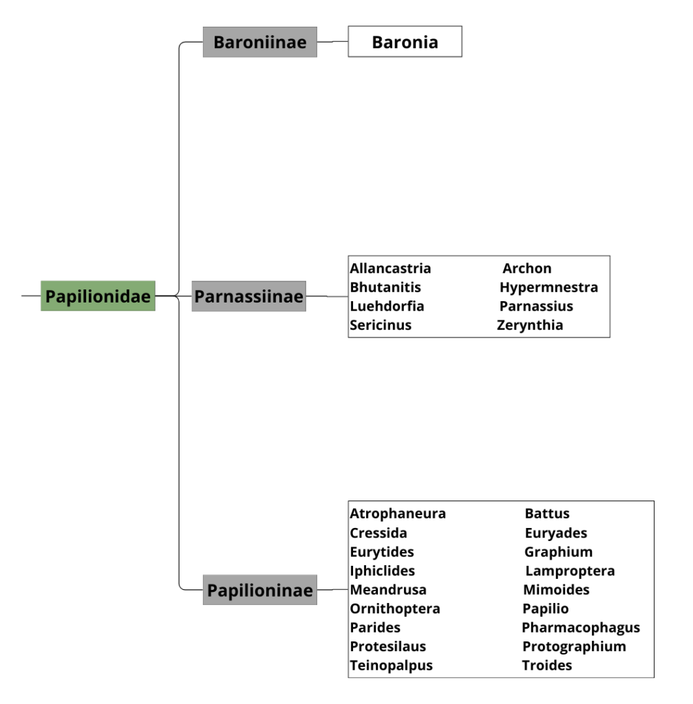 Classification simplifiée des Papilionidés