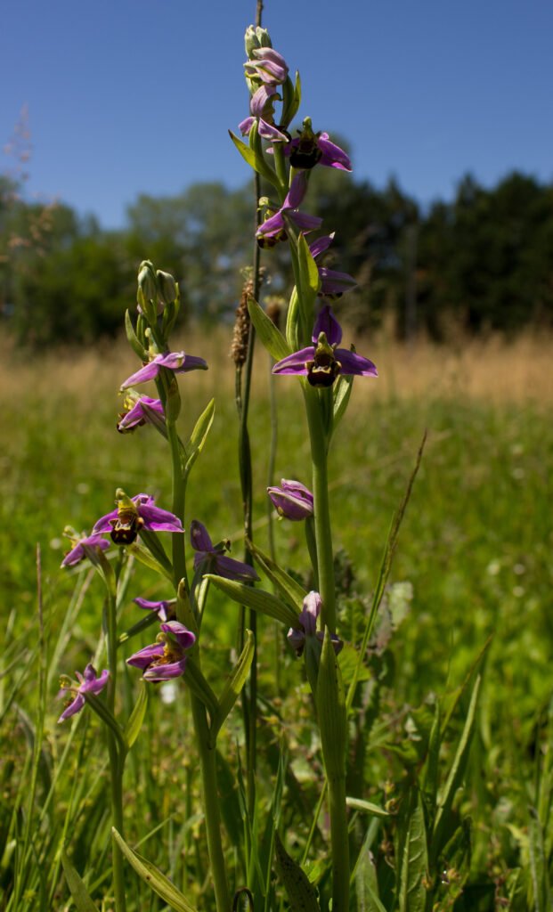 Inflorescence