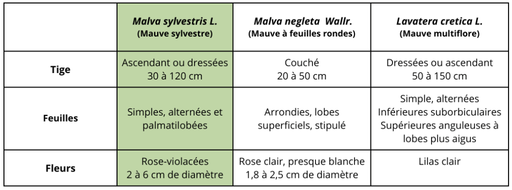 Confusions possibles Malva