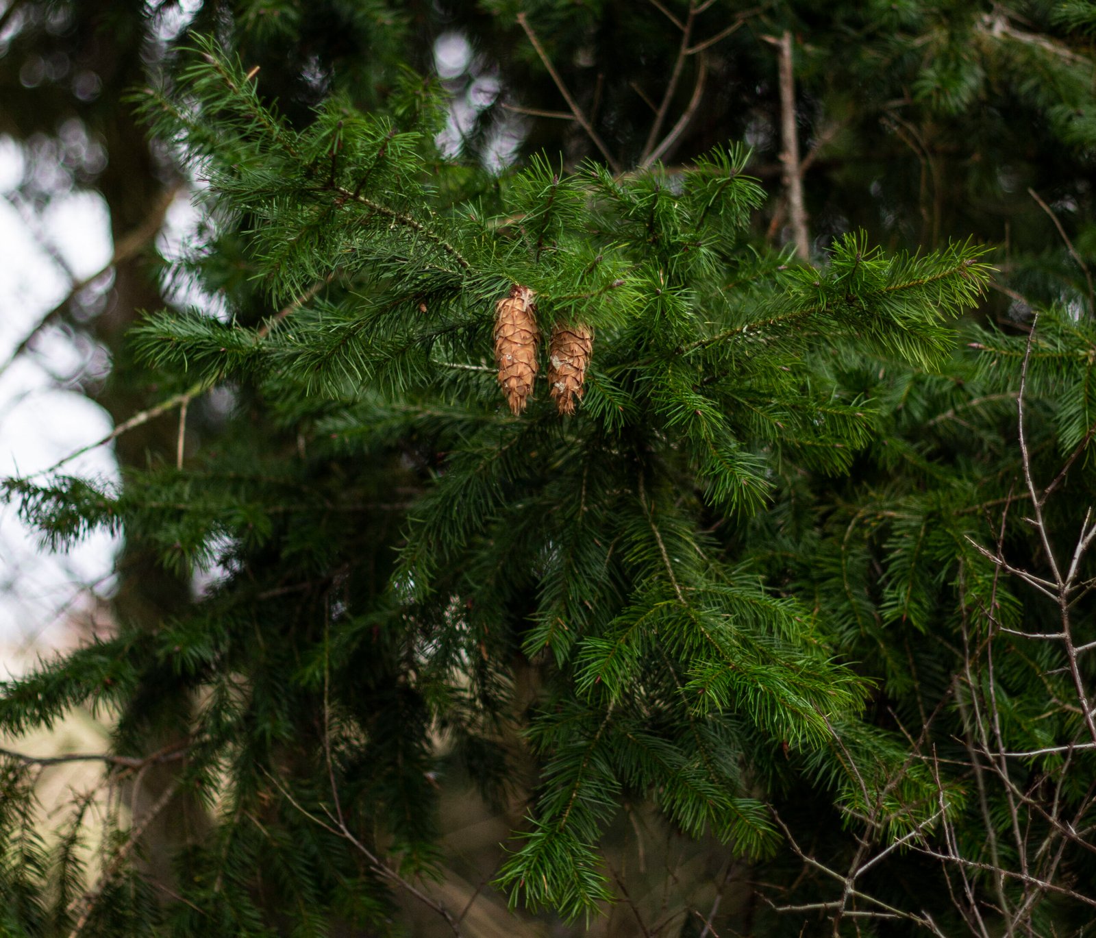Pinaceae