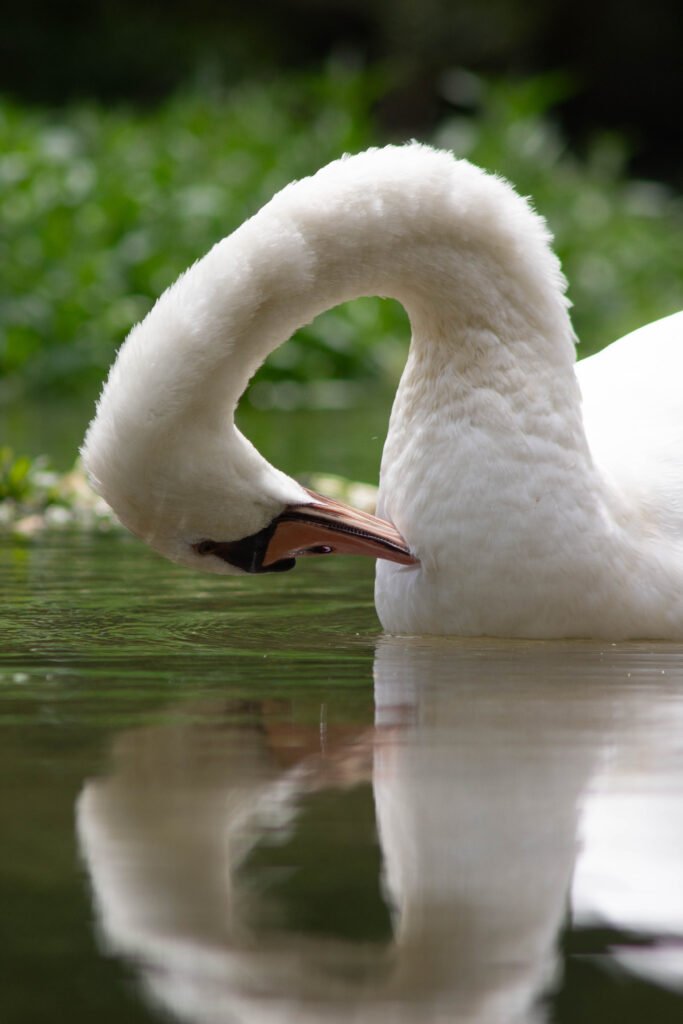 Cygne tuberculé