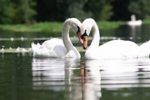 Trouver un animal : Cygnus olor