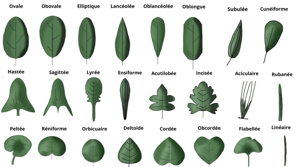 Feuille simple