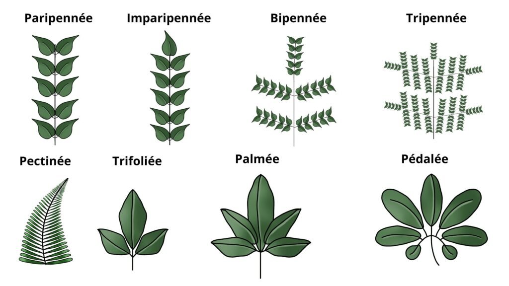 Feuilles composées