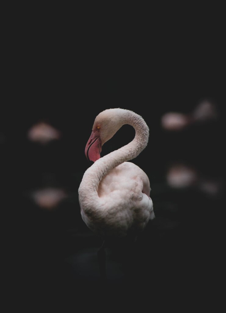 Emotion éclairée : Flament rose