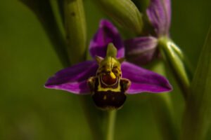 Trouver une plante : Ophrys abeille
