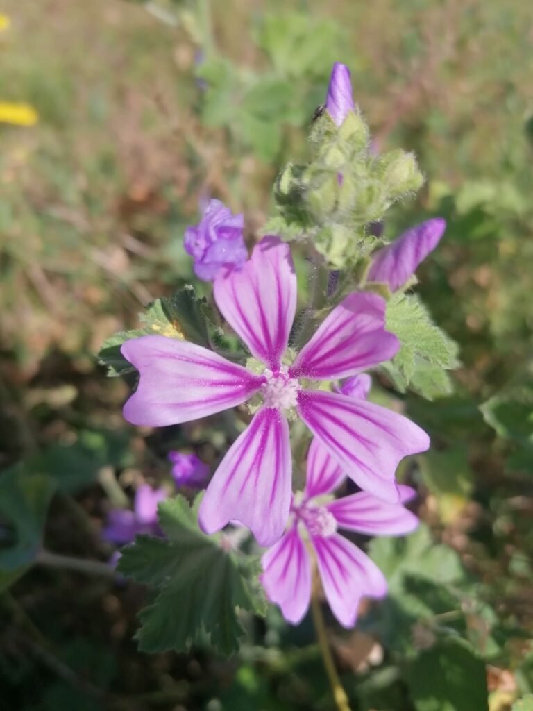 Trouver une plante : Fleur Mauve sylvestre