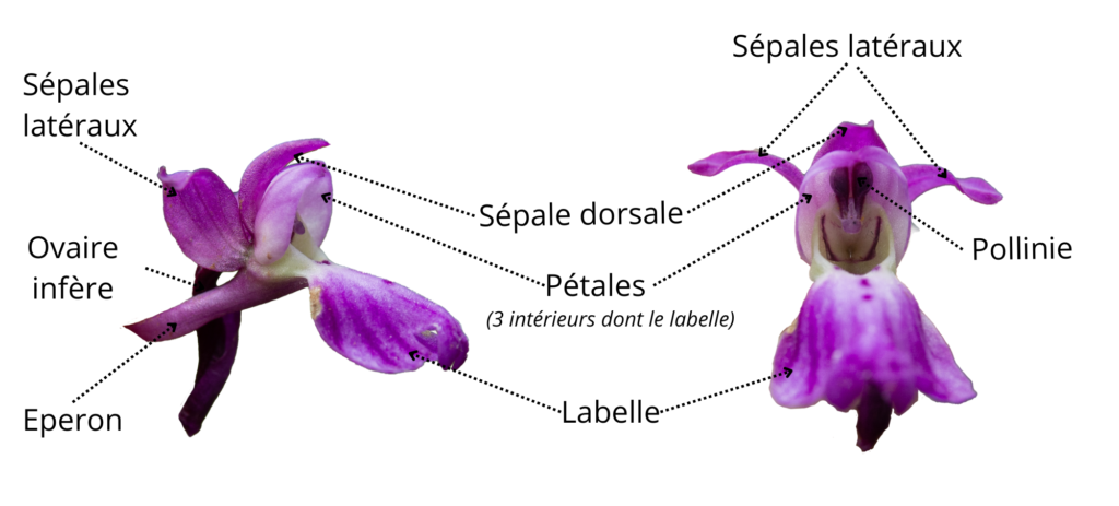 Fleur d'orchis Orchidacées