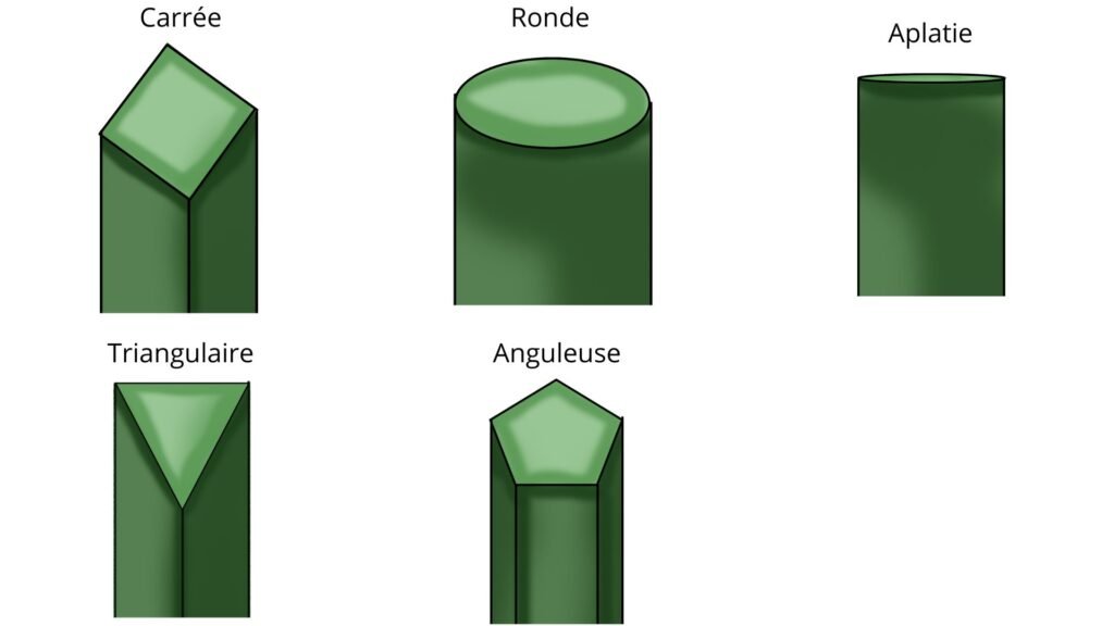 Forme tige
