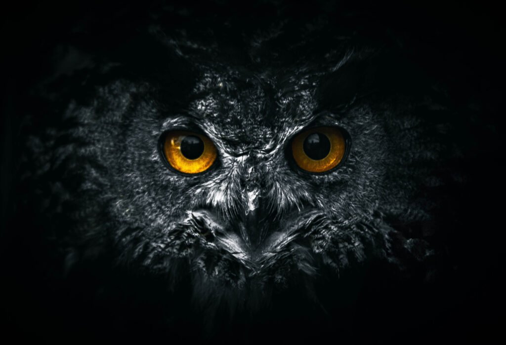 Photographie : Grand duc