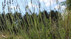 Sciences fondamentales : La tige