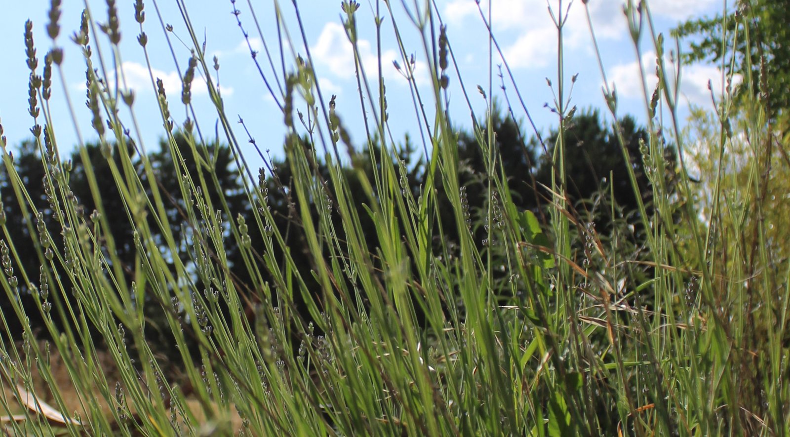 Sciences fondamentales : La tige