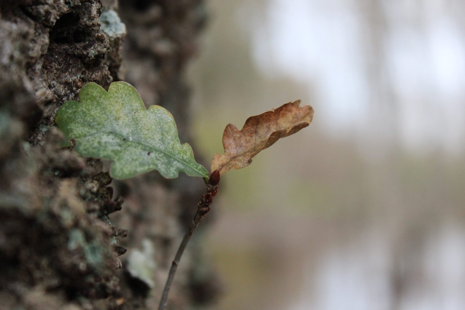 Sciences fondamentales : Les feuilles