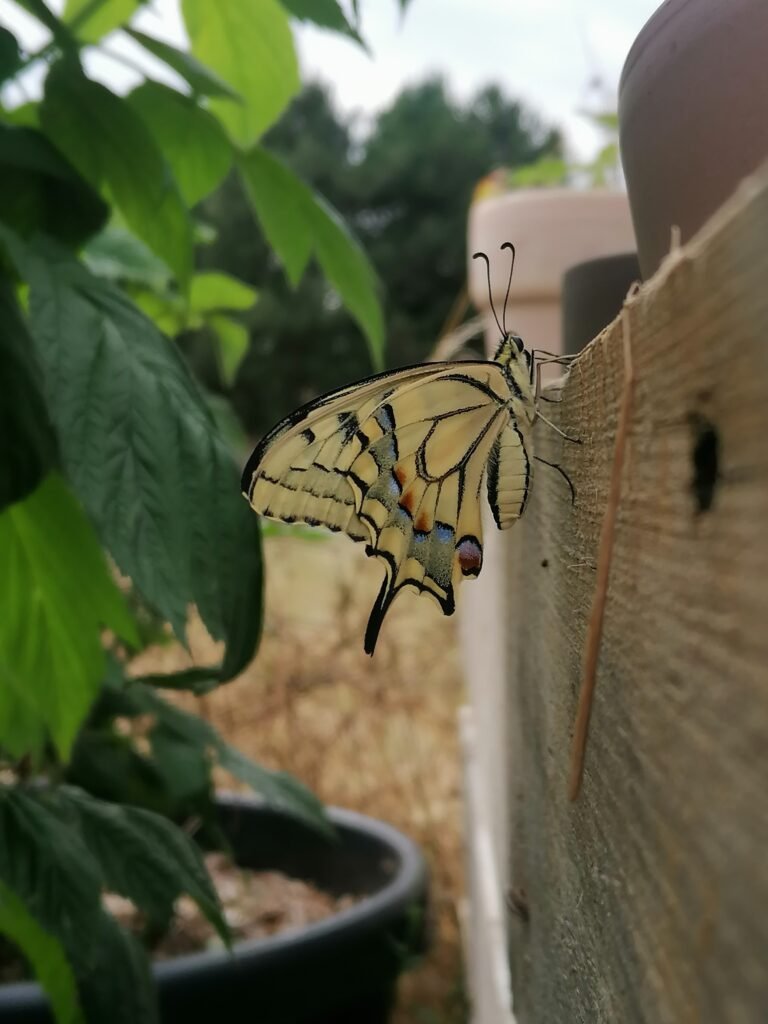 Papilio machaon