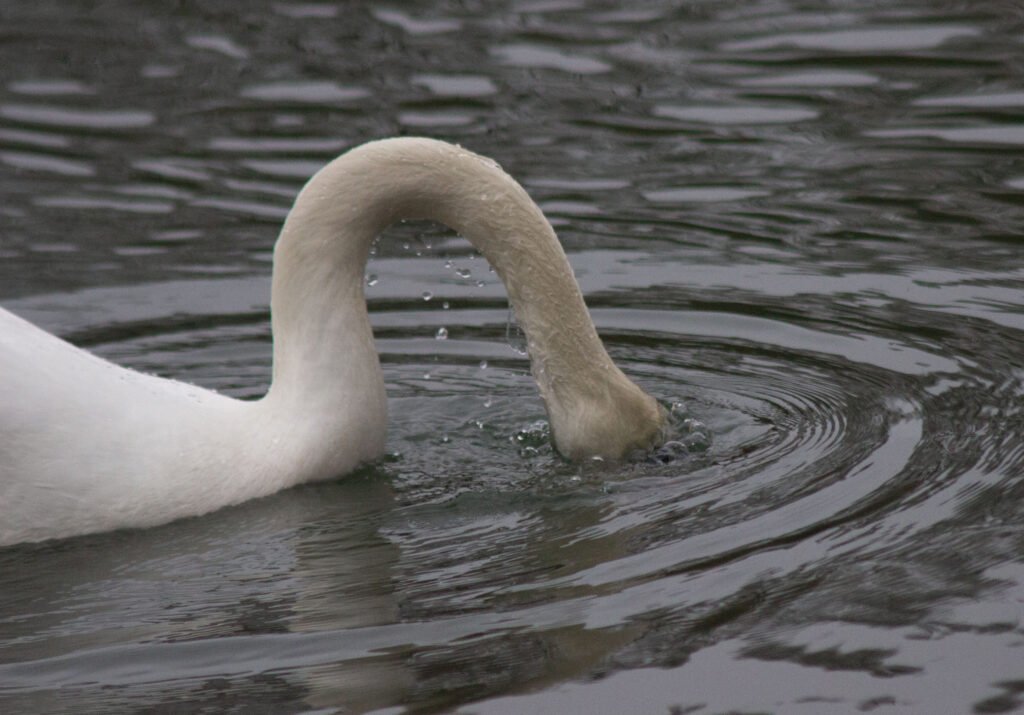 Cygne